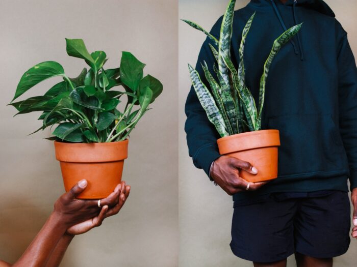 Side by side images of people holding plants in terracotta pots
