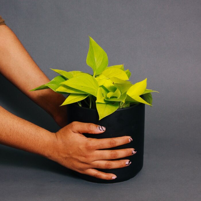 Hands place a potted plant on a grey surface