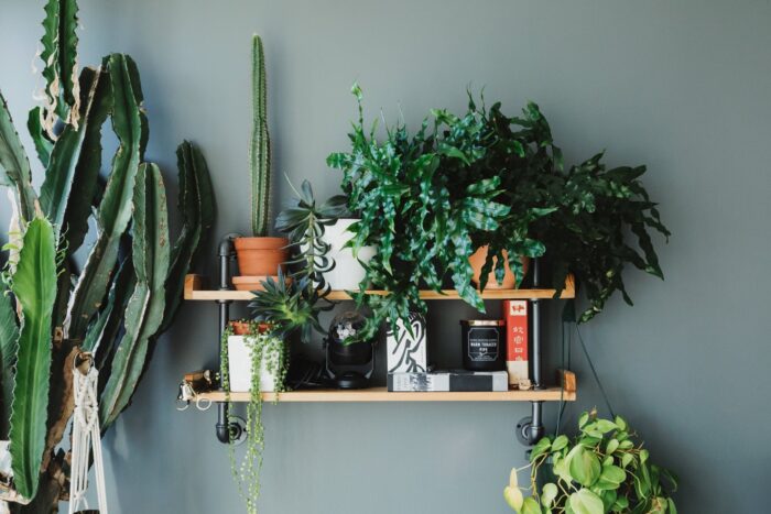 Plants lined up on a shelf on the wall