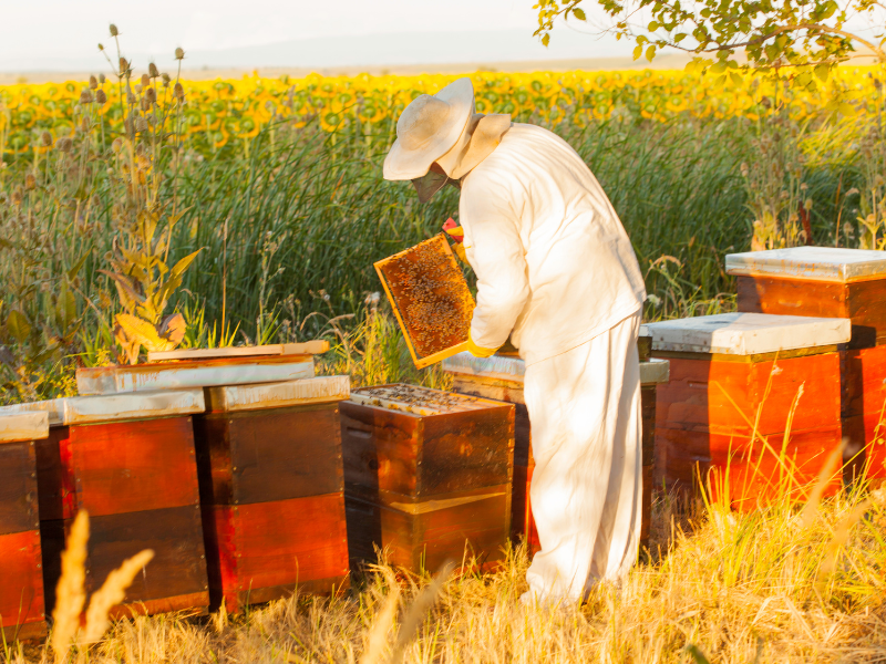 רעיונות עסקיים קרקע פנויה גידול דבורים