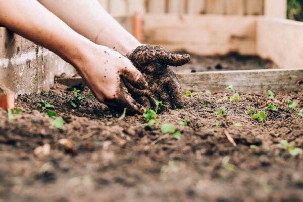 Close up of a person't hands doing some gardening