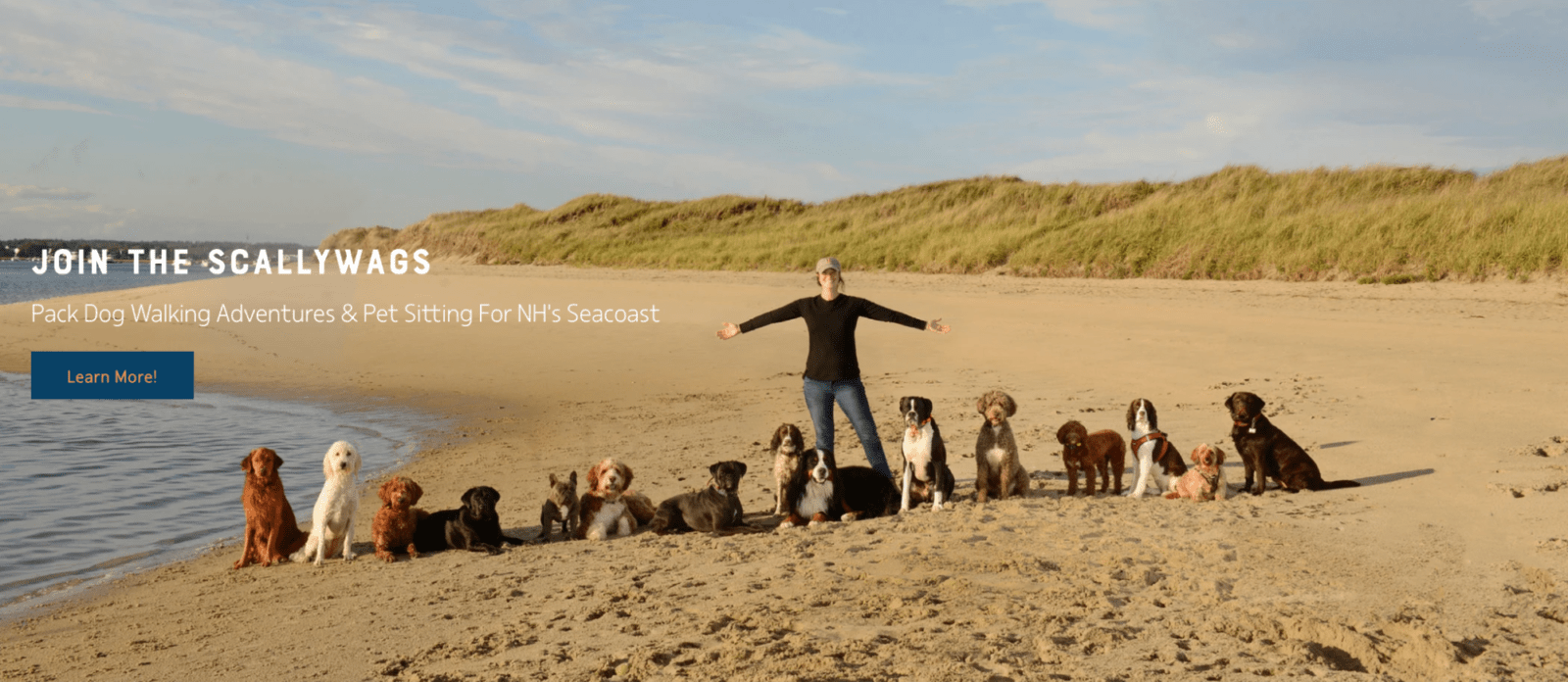 Dogs line up for a photo on a windswept beach. The image promotes a coastal dog-walking business.