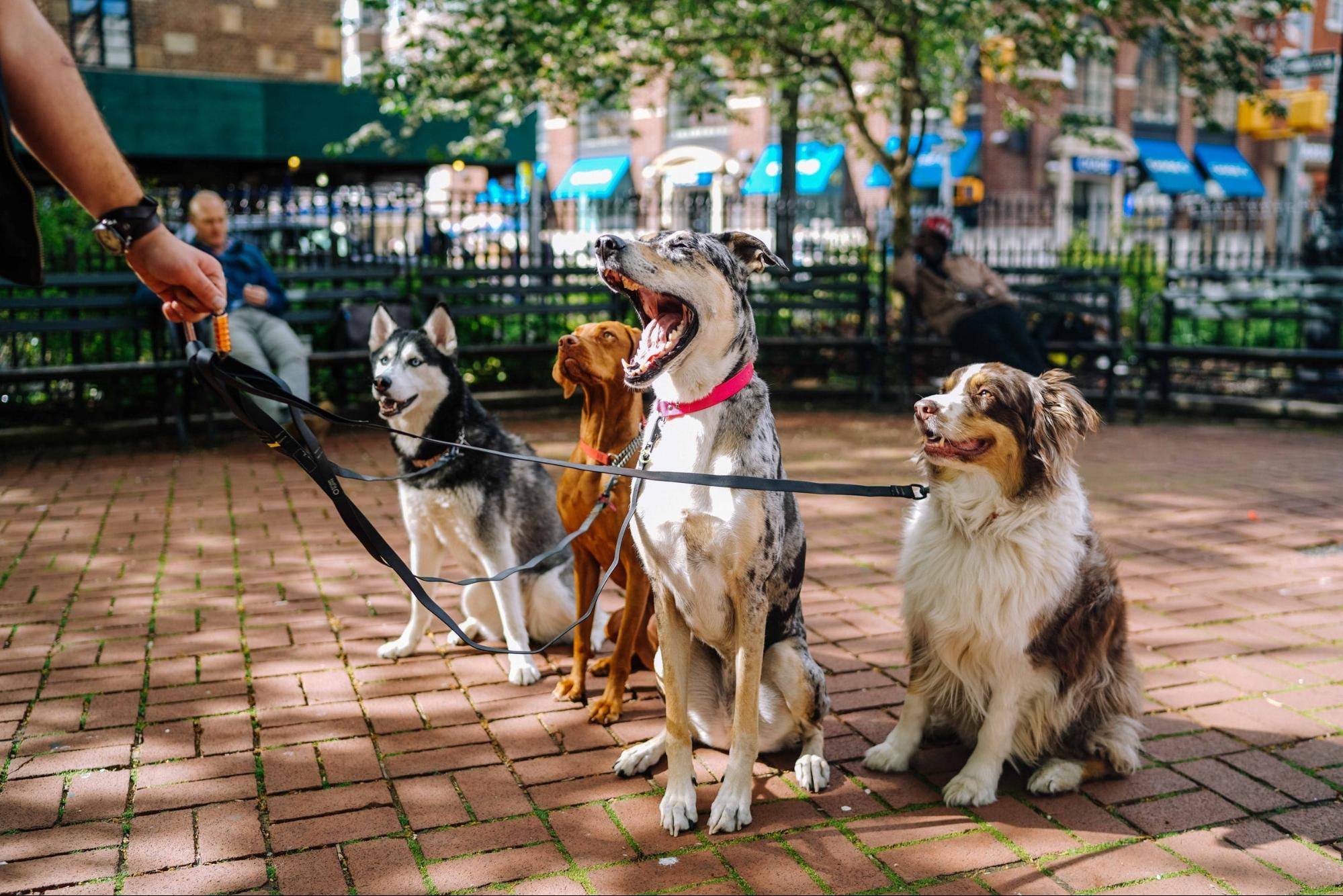 A group of four dogs being walked on a linked leash.