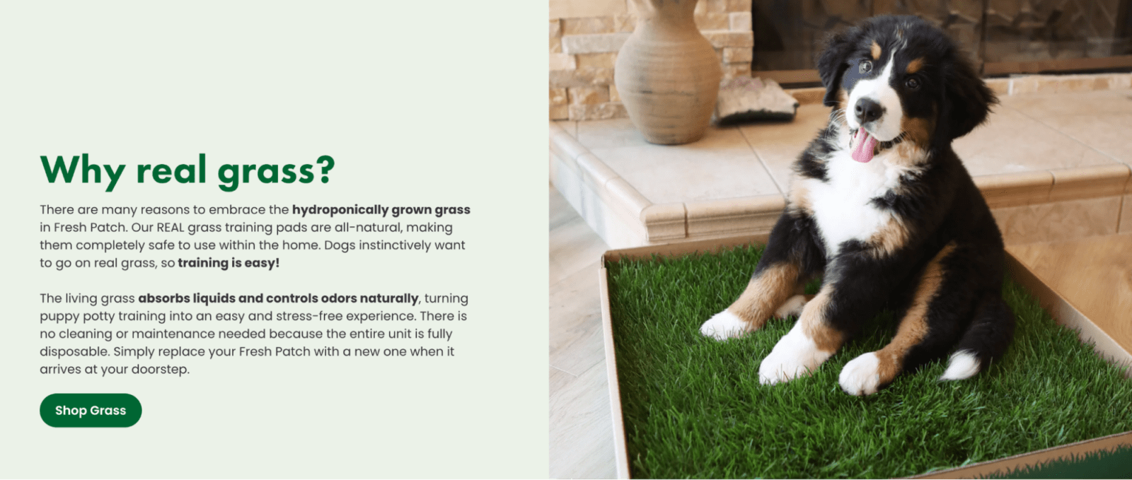 The homepage of pet business Fresh Patch promotes a hydroponically grown grass pee pad for puppy training for apartment living.