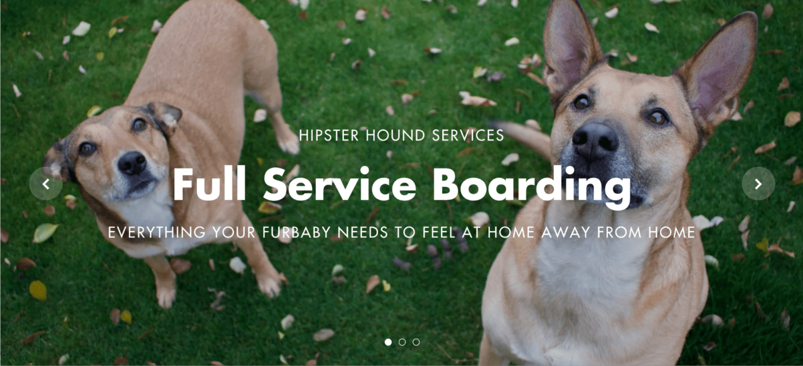 A banner ad for full service pet boarding shows two short-haired dogs awaiting a command.