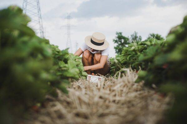 A woman crouches to pick strawberries in a field